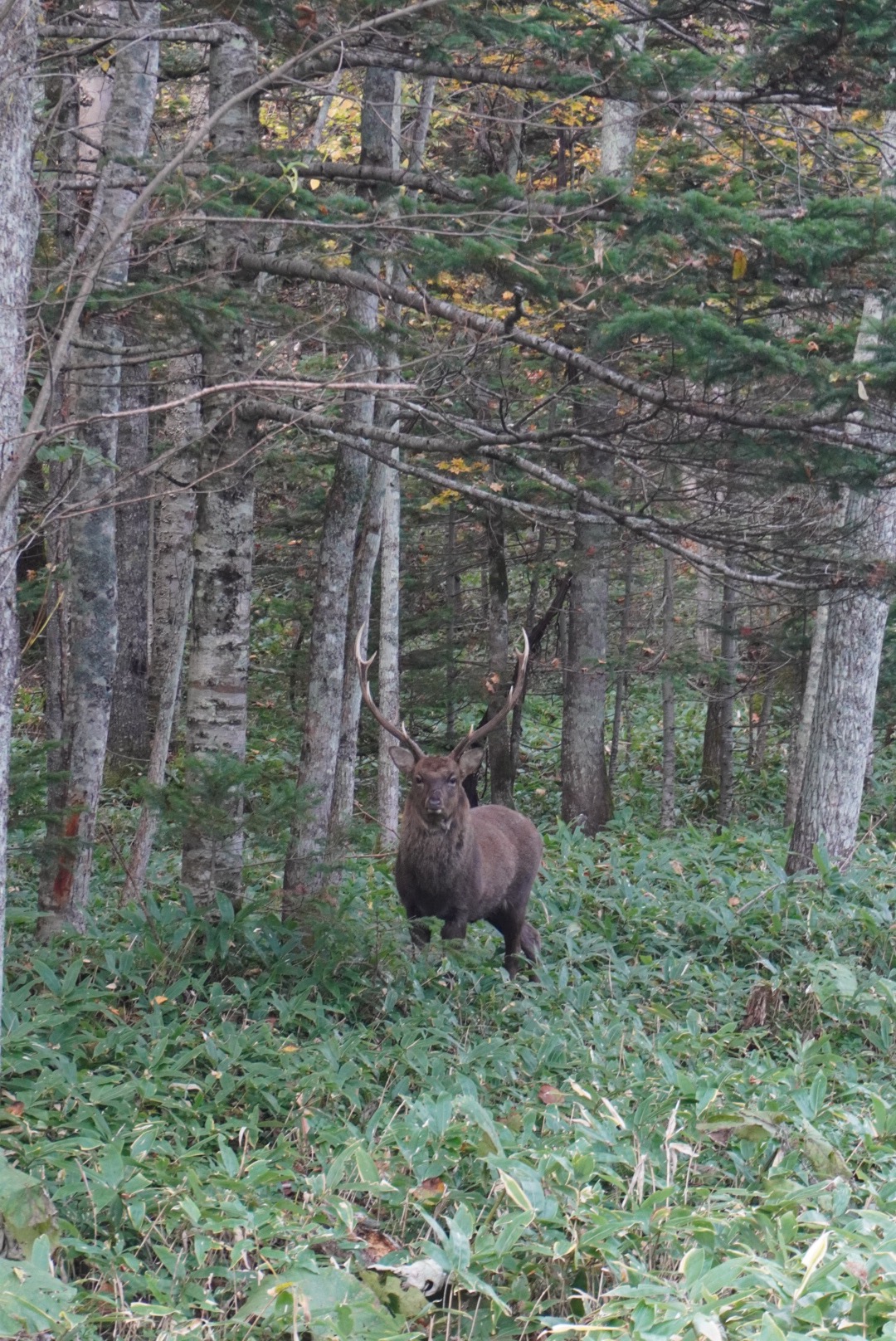 Greeted by the forest